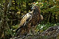 DSC_1897 golden eagle.jpg