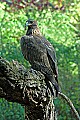 DSC_1930 golden eagle.jpg