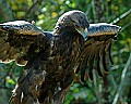 DSC_1942 golden eagle.jpg