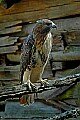 DSC_1945 red-tailed hawk.jpg