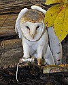 _GOV6836 barn owl with mouse.jpg