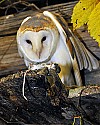 _GOV6841 barn owl and mouse.jpg