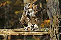 _GOV6854 great horned owl with mouse 1.jpg