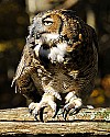 _GOV6854 great horned owl with mouse.jpg