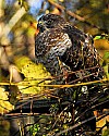 _GOV6873 Broad winged hawk.jpg