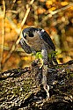 _GOV6882 peregrine falcon with quail.jpg