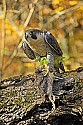 _GOV6883 peregrine falcon with quail.jpg