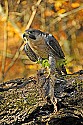 _GOV6885 peregrine falcon with quail.jpg