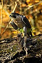 _GOV6887 peregrine falcon with quail.jpg