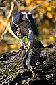 _GOV6890 peregrine falcon with quail head.jpg