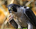 _GOV6899 pregrine falcon with quail head.jpg
