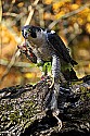 _GOV6901 peregrine falcon with quail.jpg