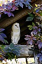 _MG_0042 barn owl.jpg