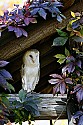 _MG_0051 barn owl.jpg