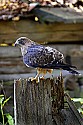 _MG_0061 broad-winged hawk.jpg