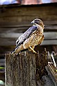 _MG_0075 broad-winged hawk.jpg