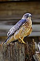 _MG_0078 broad-winged hawk.jpg