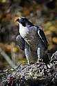 _MG_0090 peregrine falcon.jpg