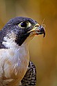 _MG_0115 peregrine falcon after a meal.jpg
