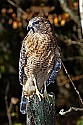 _MG_0141 broad winged hawk.jpg