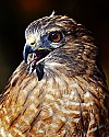 _MG_0166 broad winged hawk.jpg