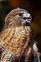 _MG_0176 broad winged hawk portrait.jpg