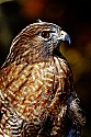 _MG_0181 broad winged hawk portrait.jpg