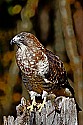 _MG_0208 broad winged hawk.jpg