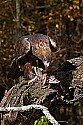 _MG_0450 golden eagle with quail.jpg