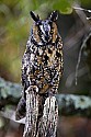 _MG_0905 long-eared owl.jpg