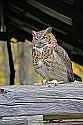 _MG_0229 great horned owl - hoolie.jpg