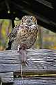 _MG_0333 great horned owl with rat.jpg