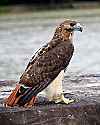 _MG_3043 red-tailed hawk.jpg