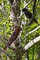 _MG_3959 red-tailed hawks - normal and harlan phase.jpg