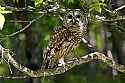 _MG_3997 barred owl.jpg