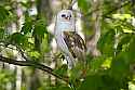 _MG_4039 barn owl.jpg