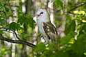 _MG_4042 barn owl.jpg