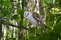 _MG_4044 barn owl.jpg