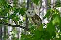 _MG_4051 barn owl.jpg