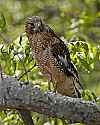 _MG_4054 broad winged hawk.jpg