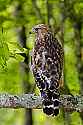 _MG_4056 broad wing hawk.jpg