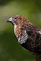 _MG_4060 broad winged hawk.jpg