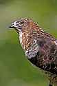 _MG_4063 broad winged hawk.jpg