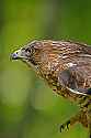 _MG_4074 broad winged hawk.jpg