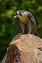 _MG_4112 peregrine falcon.jpg