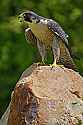 _MG_4115 peregrine falcon.jpg