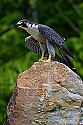 _MG_4123 peregrine falcon.jpg