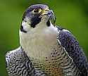 _MG_4368 peregrine falcon.jpg