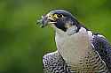 _MG_4377 peregrine falcon.jpg