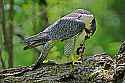 _MG_4392 peregrine falcon.jpg